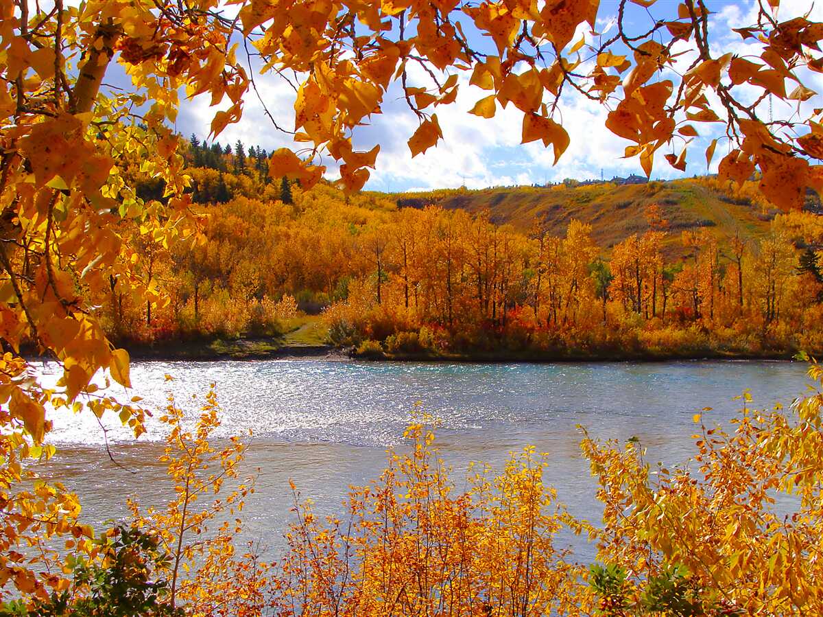Papier peint automne doré dans la forêt dense près de la rivière