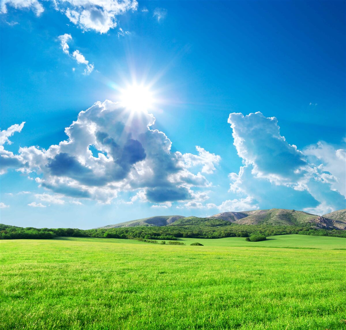 Papier peint une journée d'été lumineuse dans un pré