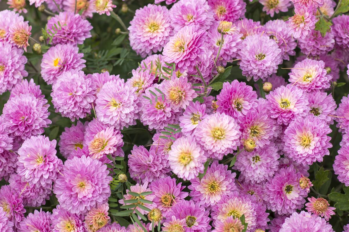 Papier peint de beaux gerberas avec des marguerites lilas brillantes