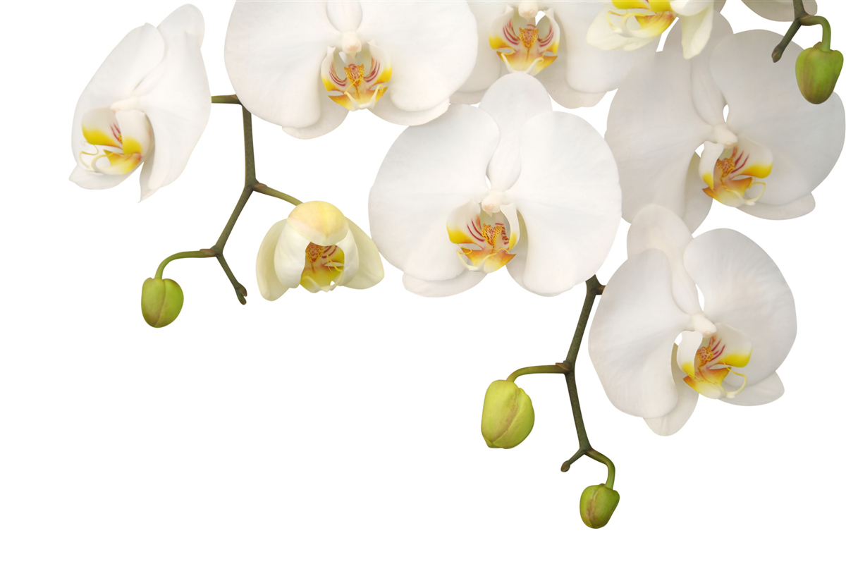 Papier peint orchidées suspendues à fleurs blanches