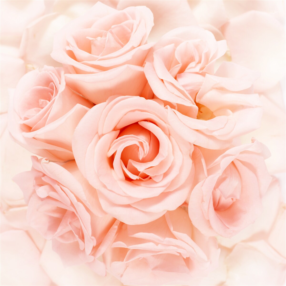 Papier peint bourgeon de rose pêche dans un bouquet délicat