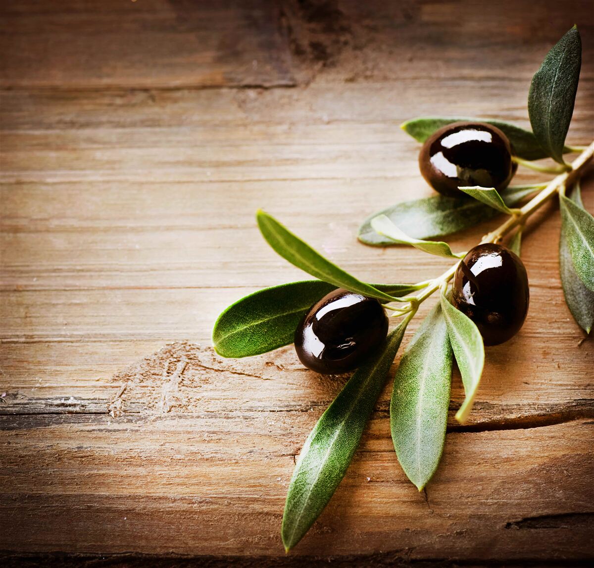 Papier peint branches décorées d'olives noires et de feuilles vertes