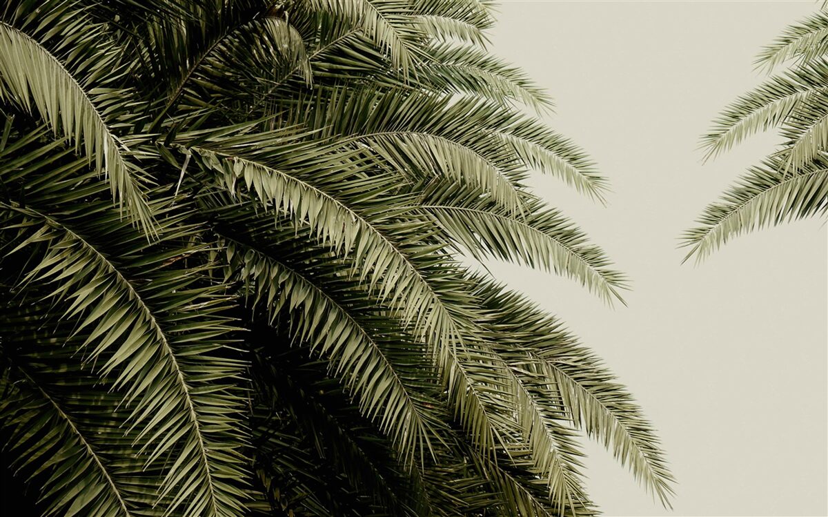 Papier peint feuilles de fougère densément couvertes d'humidité lorsqu'il pleut