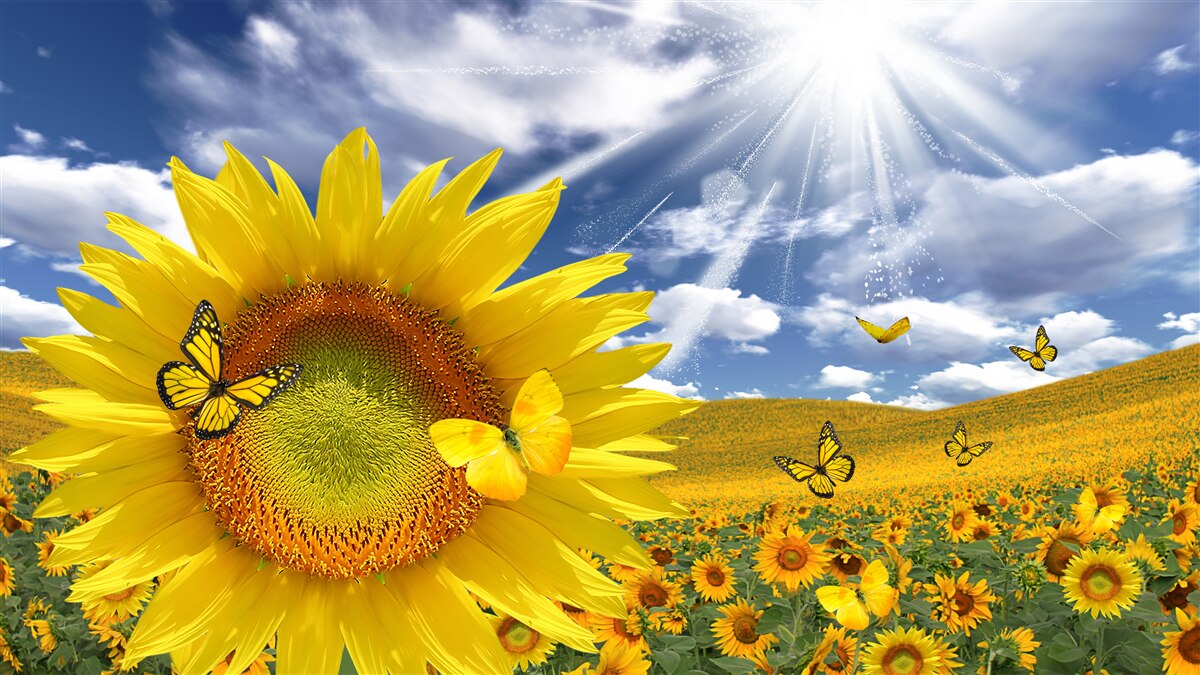 Papier peint des papillons dorés flottent dans le ciel bleu au-dessus d'un champ de tournesols