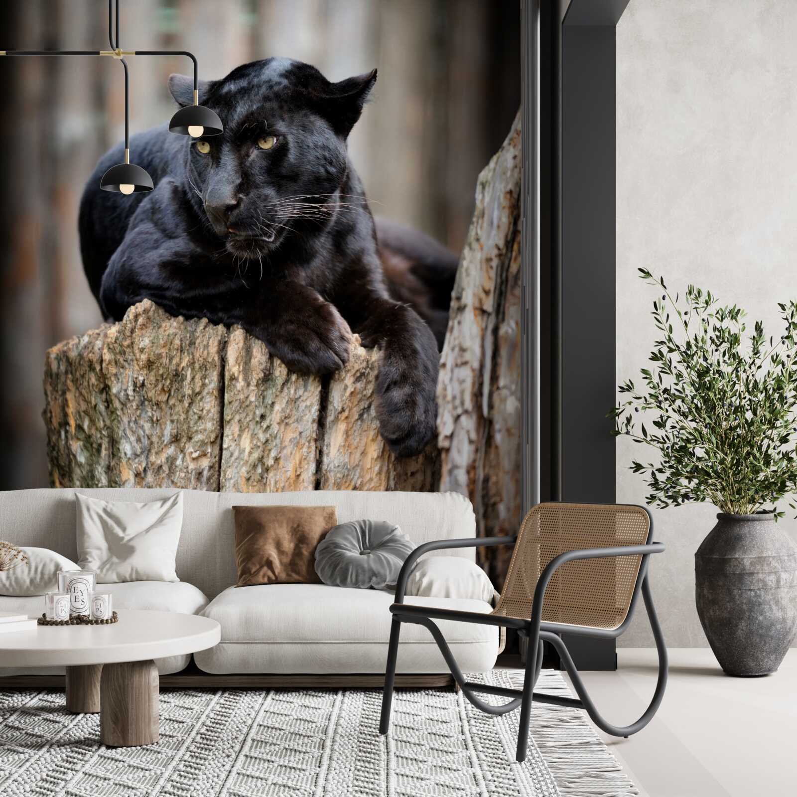 Papier peint une panthère noire est assise sur un arbre