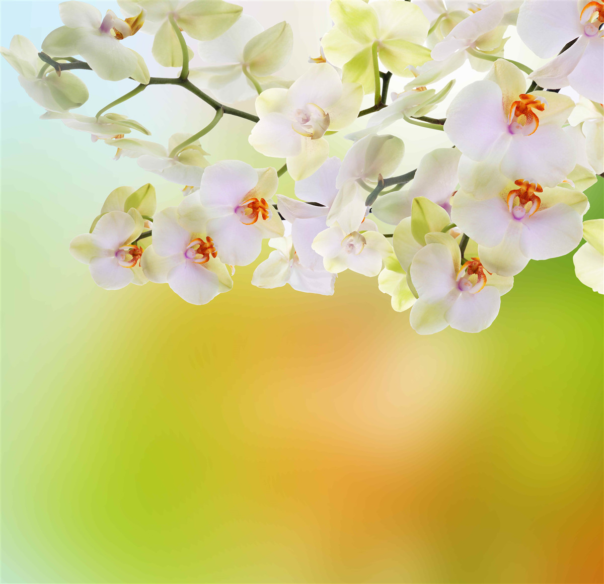 Papier peint des bourgeons blancs comme neige et des orchidées fleurissent sur les branches