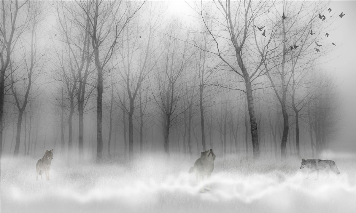 Papier peint une journée d'hiver dans la forêt, enveloppée de brume