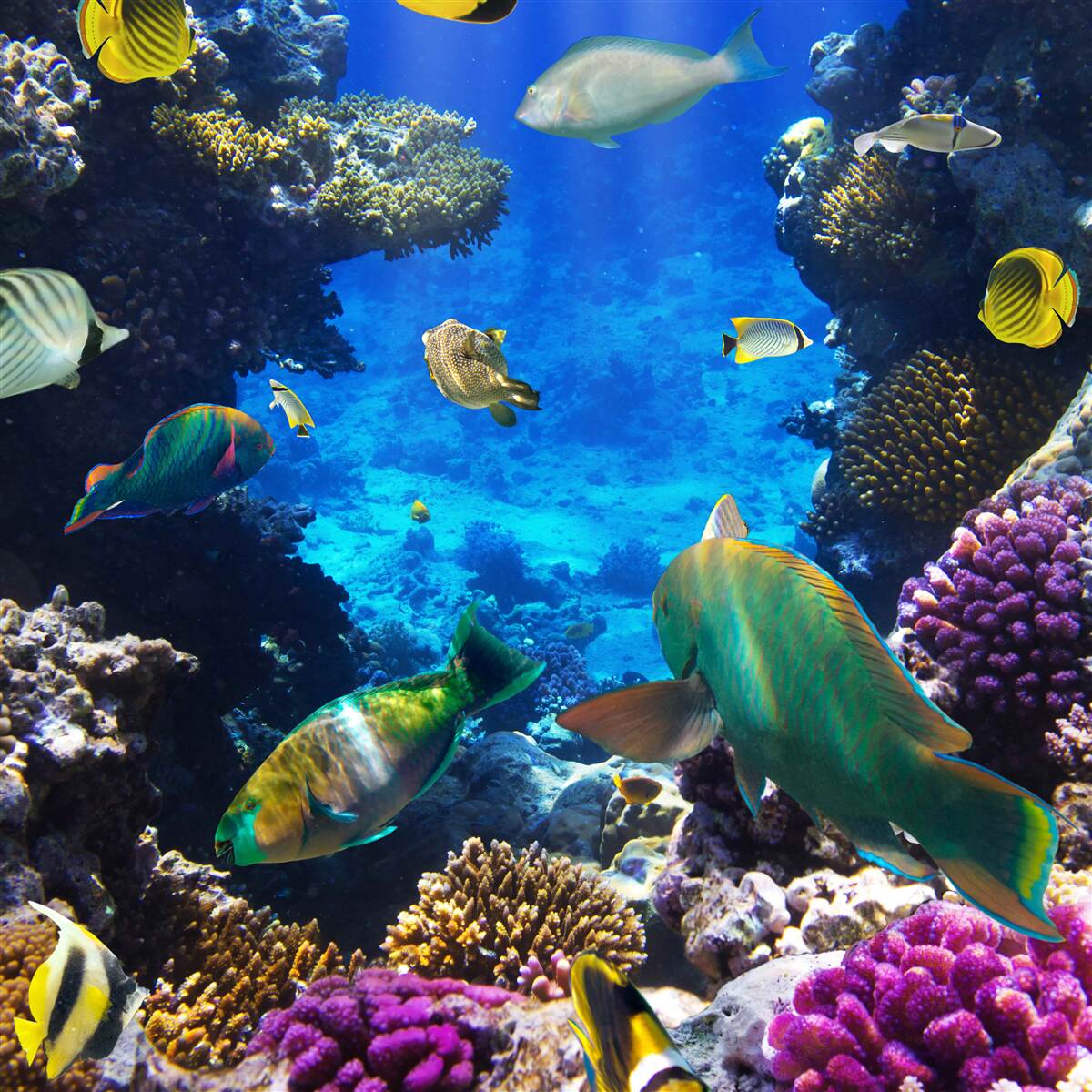 Papier peint les mystérieuses profondeurs de l'océan