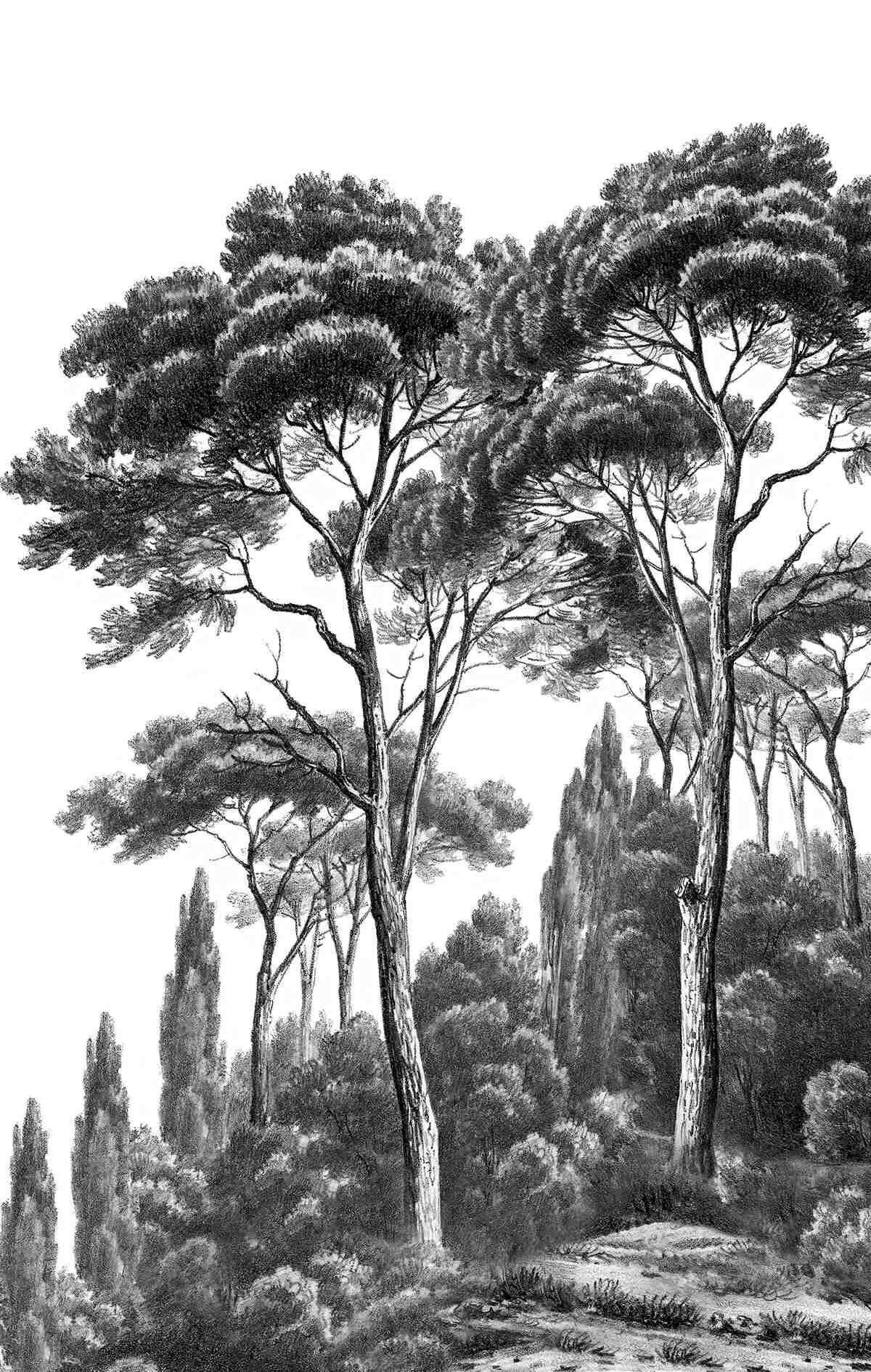 Papier peint pins d'italie