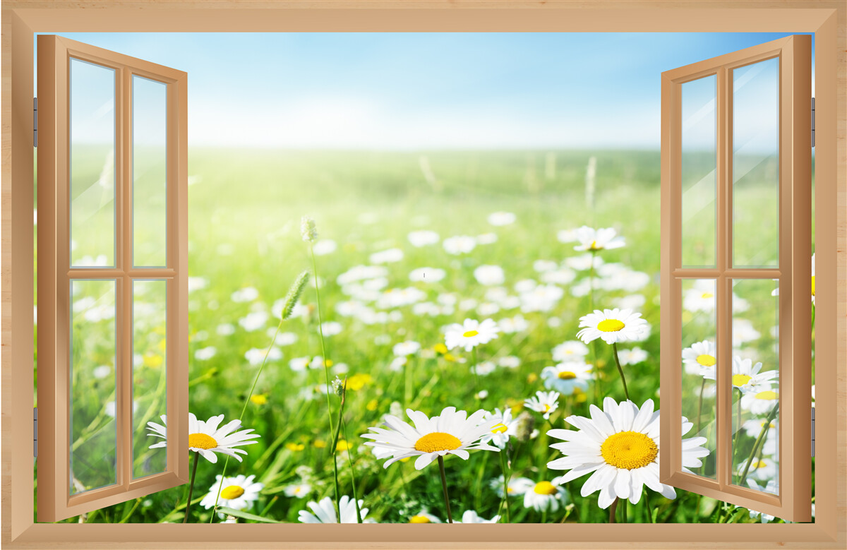 Papier peint panorama d'un champ de camomille