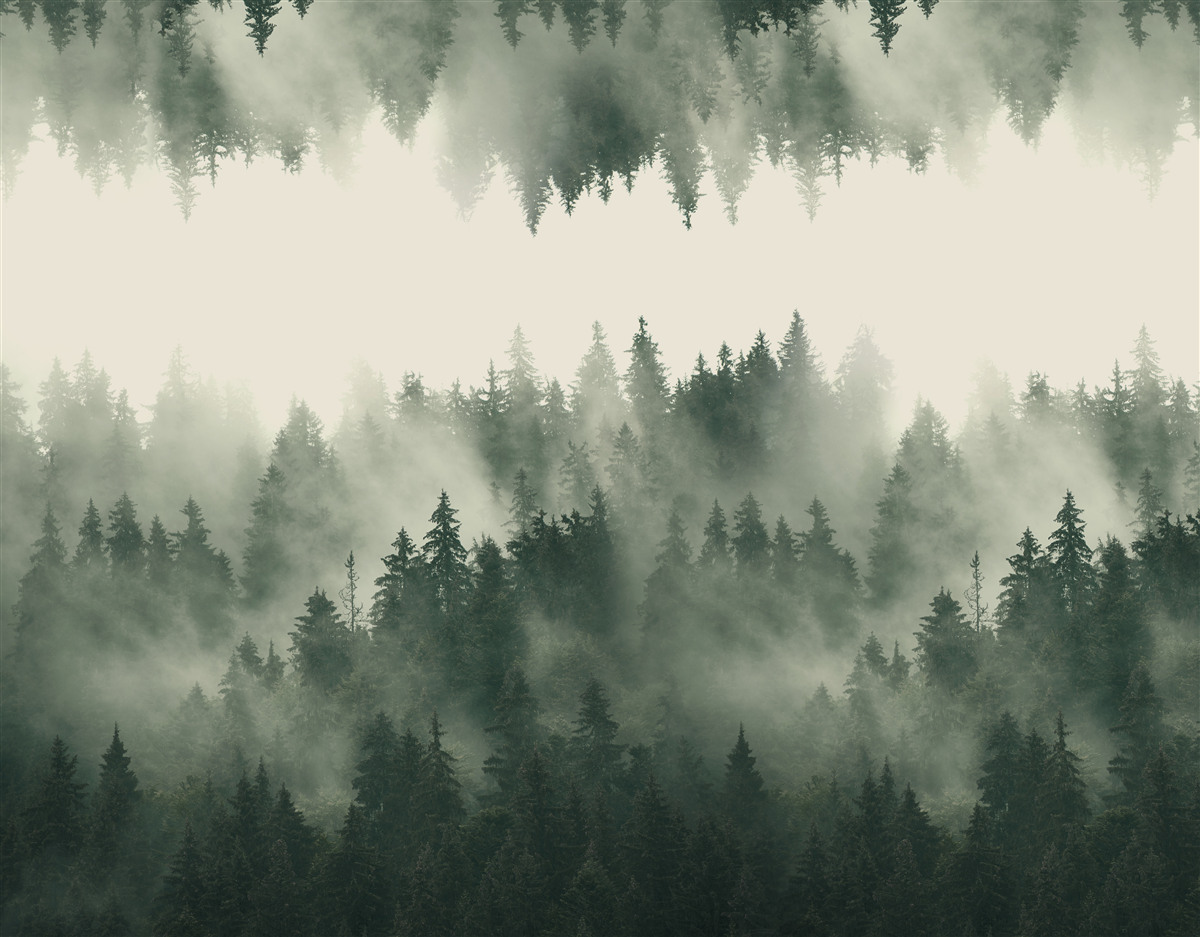 Papier peint forêt brumeuse avec une végétation dense