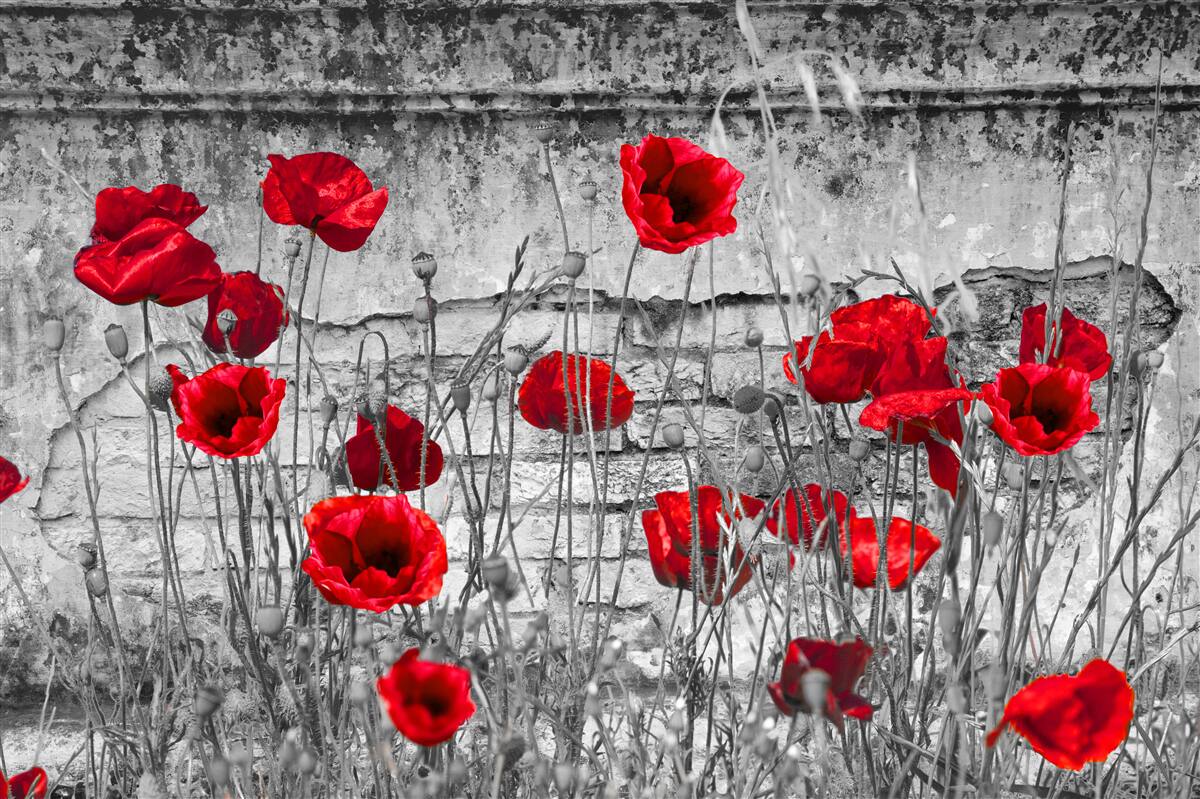 Papier peint coquelicots écarlates sur fond gris