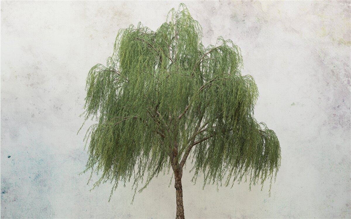 Papier peint saule pleureur
