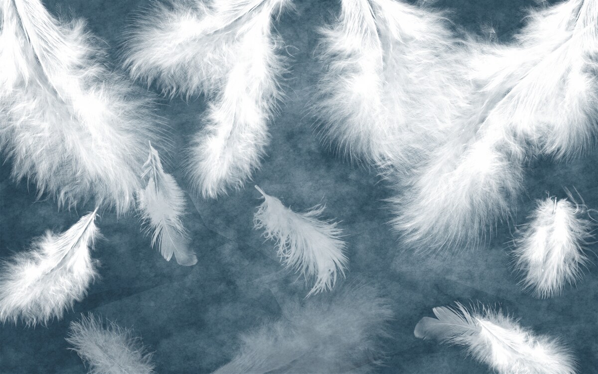 Papier peint des plumes blanches comme neige