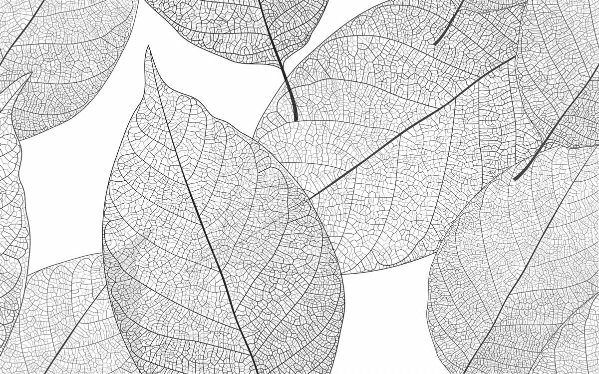 Papier peint grandes feuilles transparentes