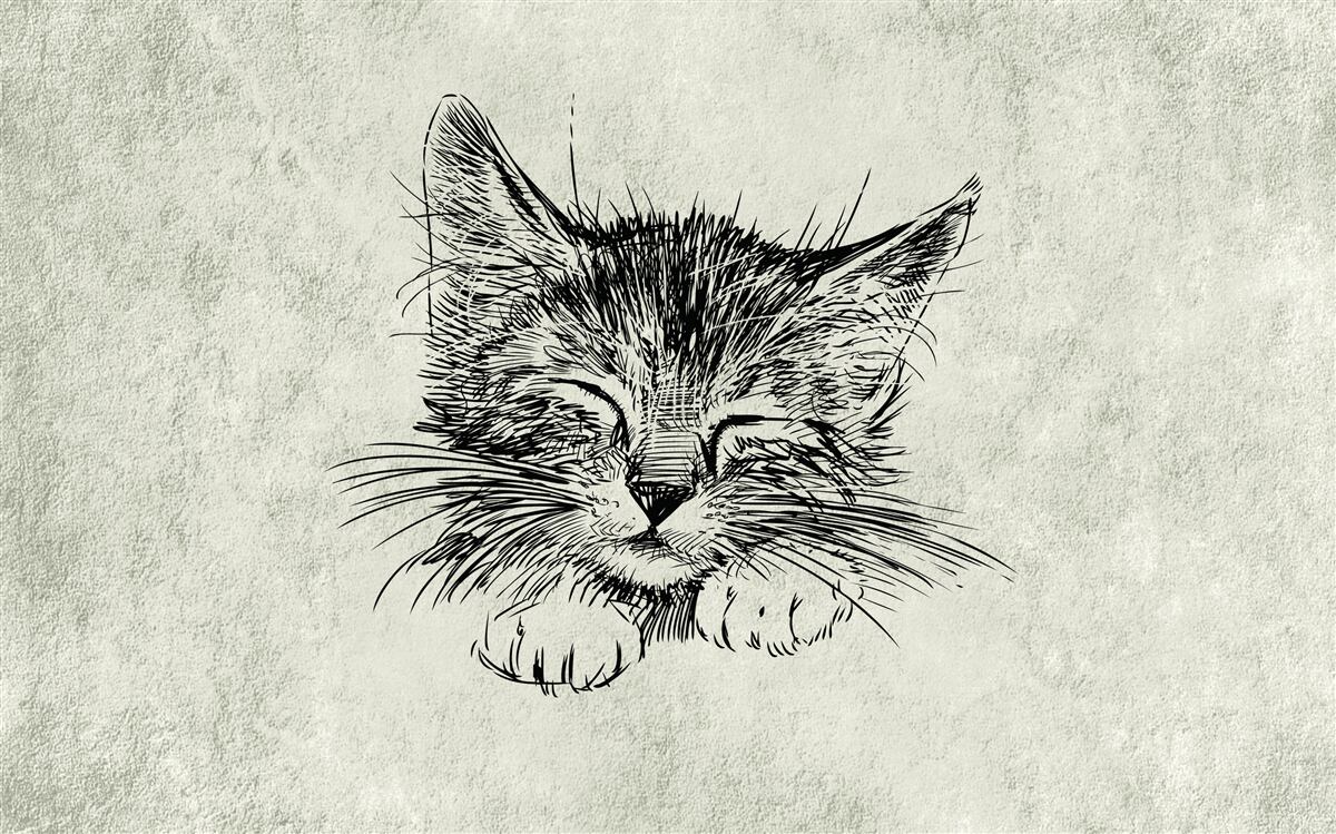 Papier peint la photo montre un chat avec les yeux fermés