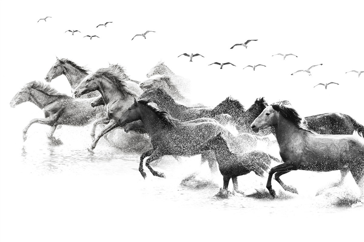 Papier peint de nombreux chevaux au galop