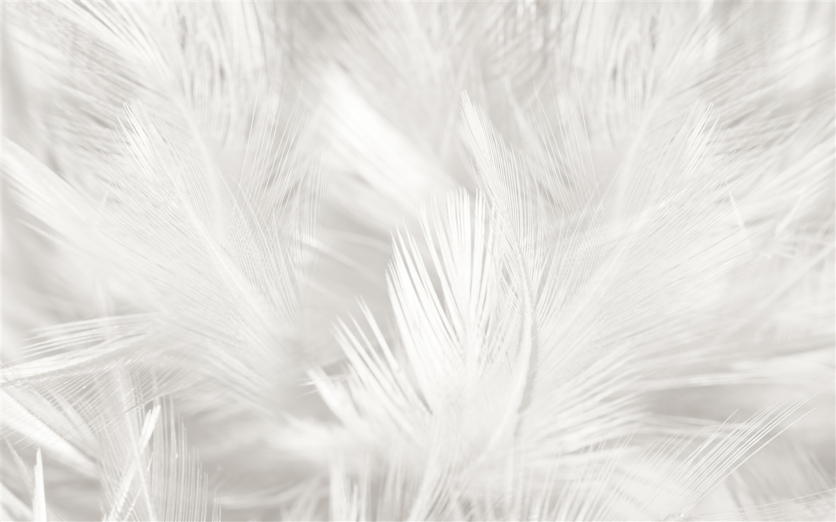 Papier peint de nombreuses plumes blanches