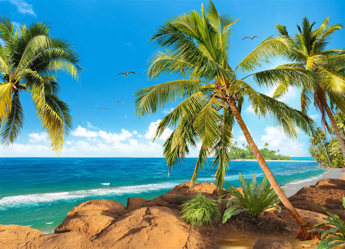 Papier peint grands palmiers près de la côte