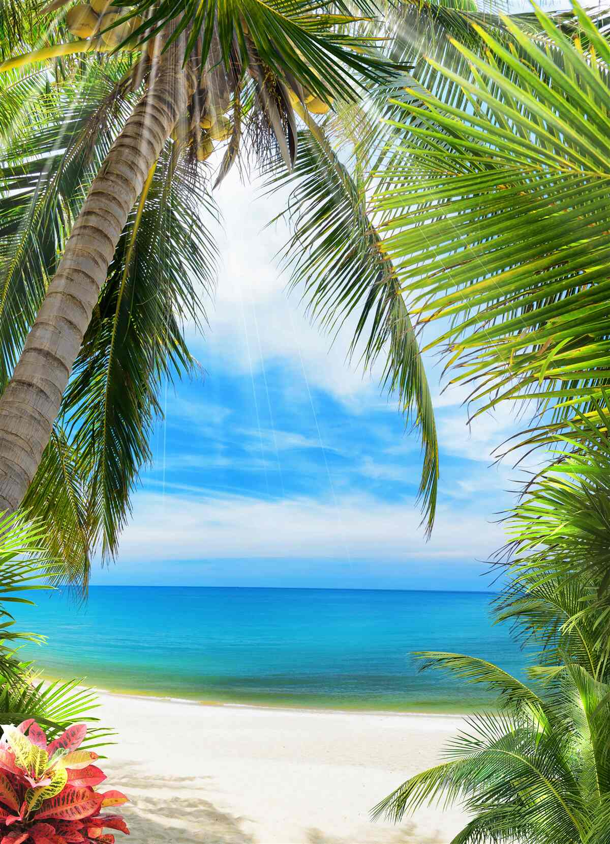 Papier peint chemin vers l'océan à travers les palmiers