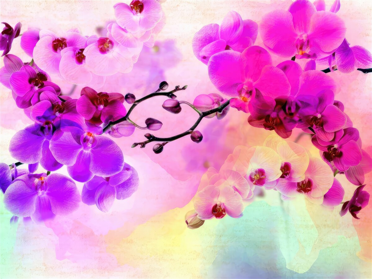 Papier peint des orchidées dans toutes les nuances de l'arc-en-ciel