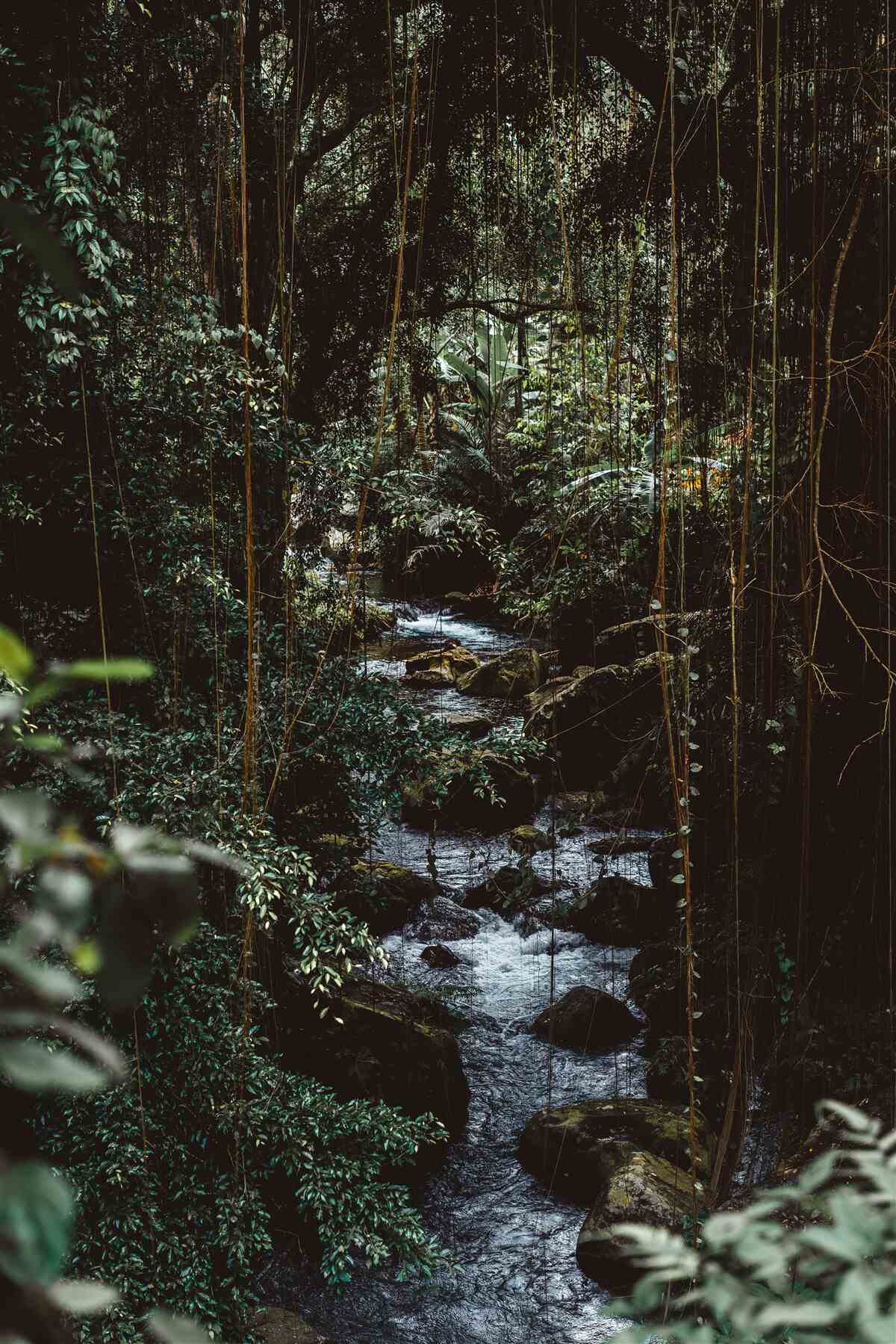 Papier peint rivière forestière