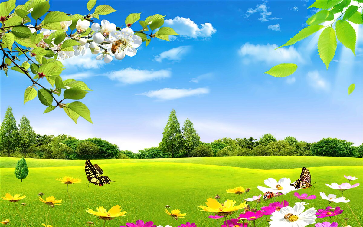 Papier peint pelouse verte et papillon