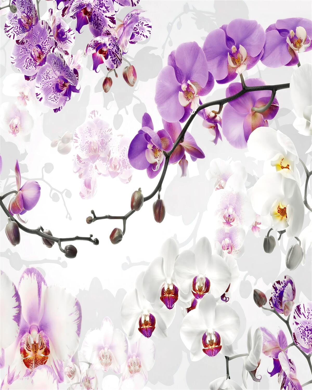 Papier peint branche avec orchidées violettes en fleur