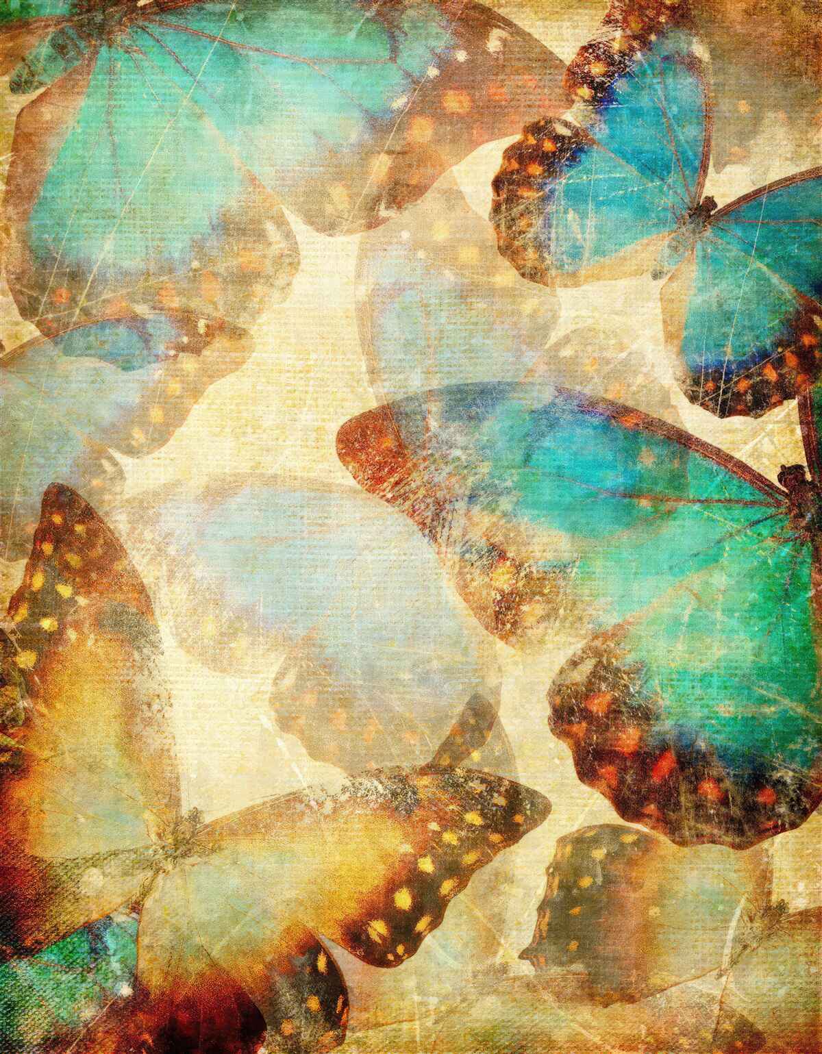 Papier peint grands papillons de nuit