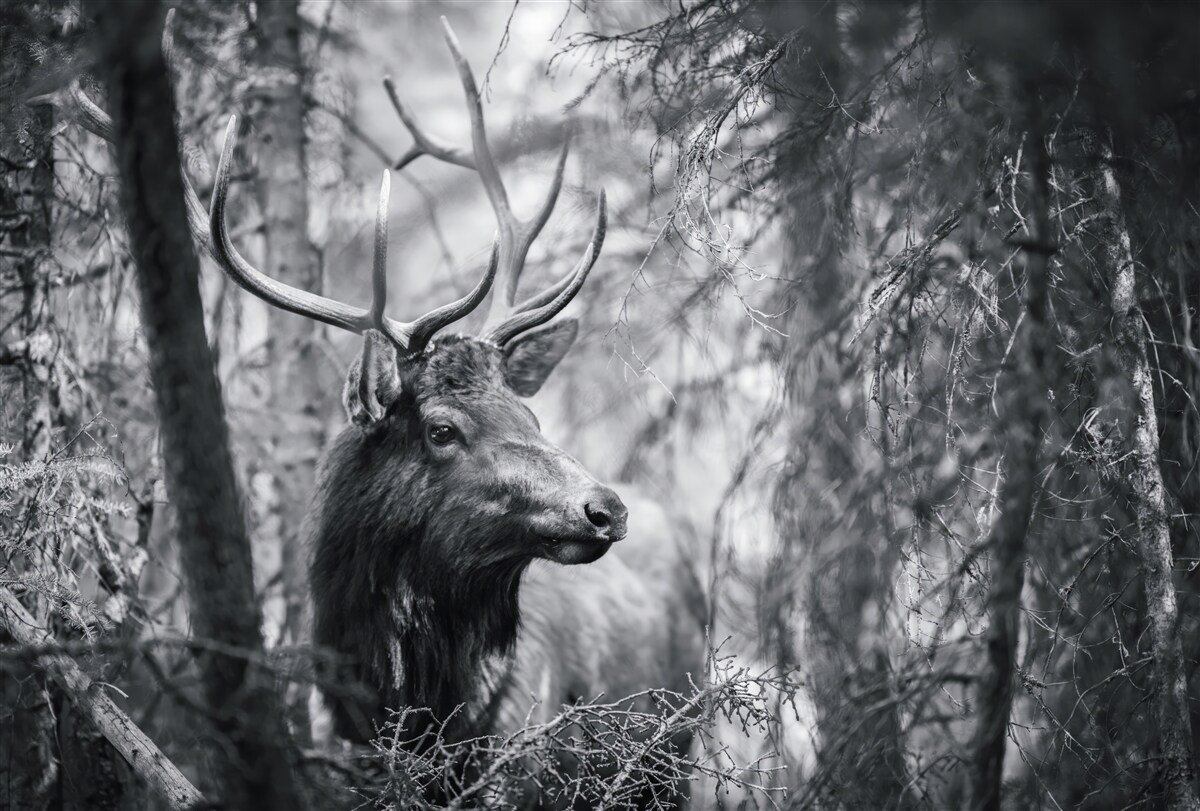 Papier peint des cerfs de forêt avec des cornes forment un sentier