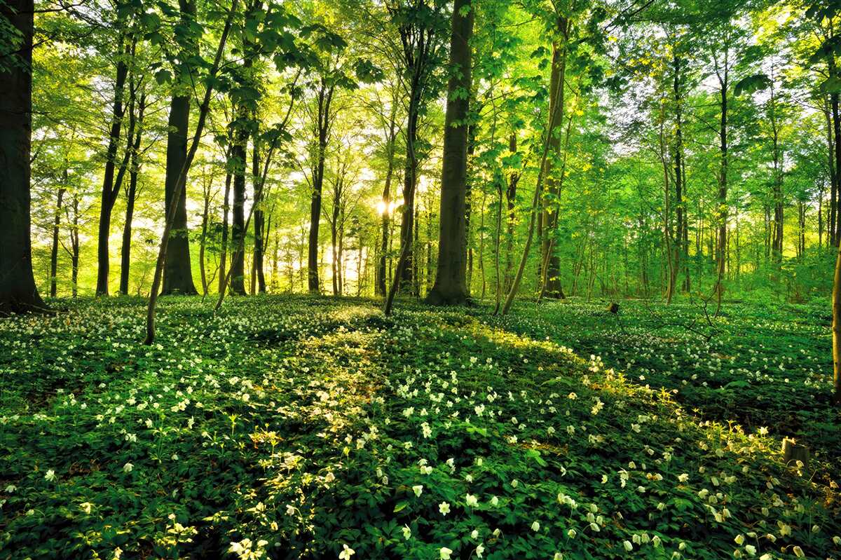 Papier peint une clairière dans une forêt couverte de fleurs