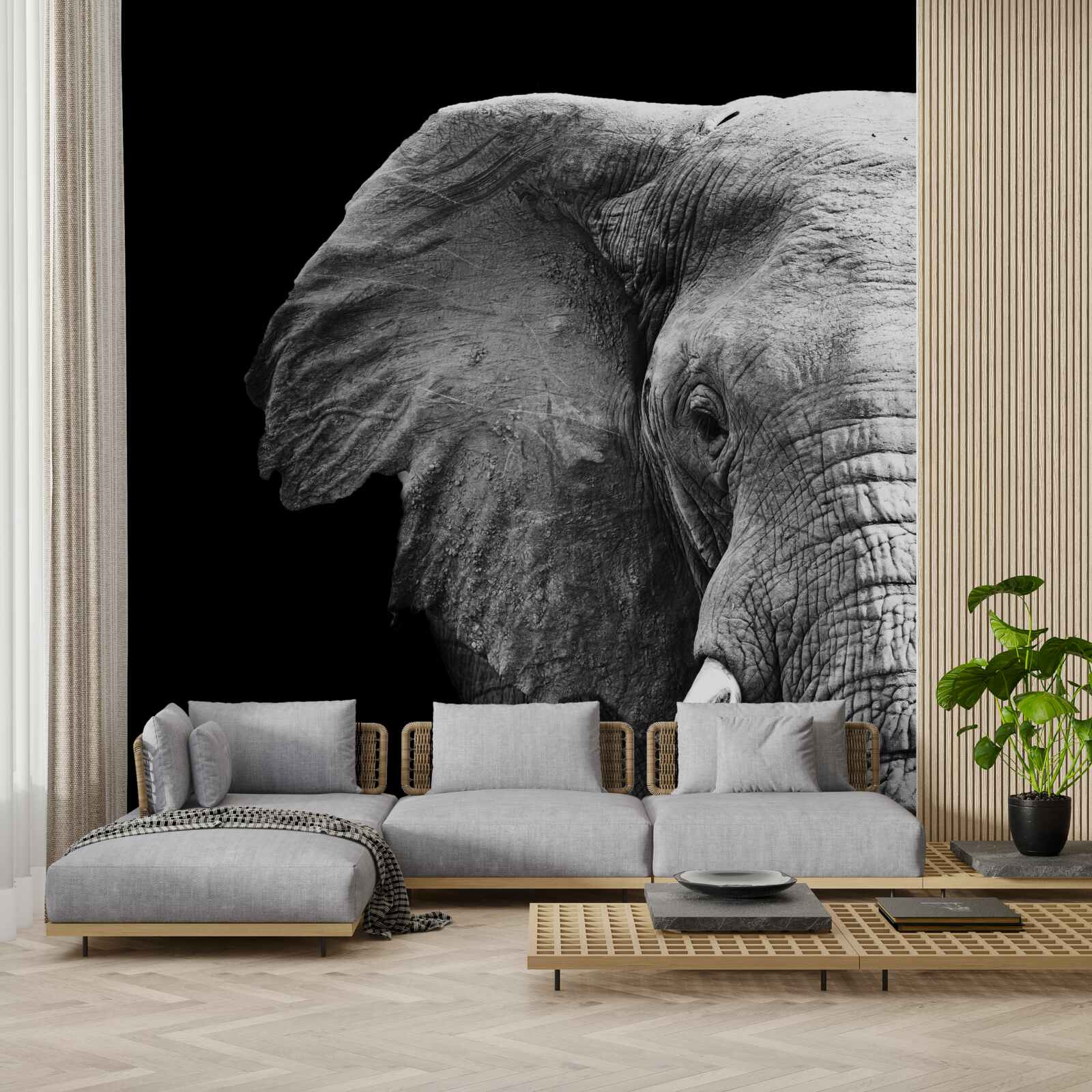 Papier peint gros plan d'un éléphant sur fond noir