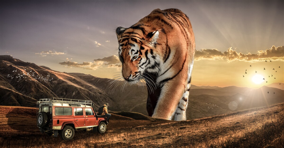 Papier peint le grand tigre surveille la voiture