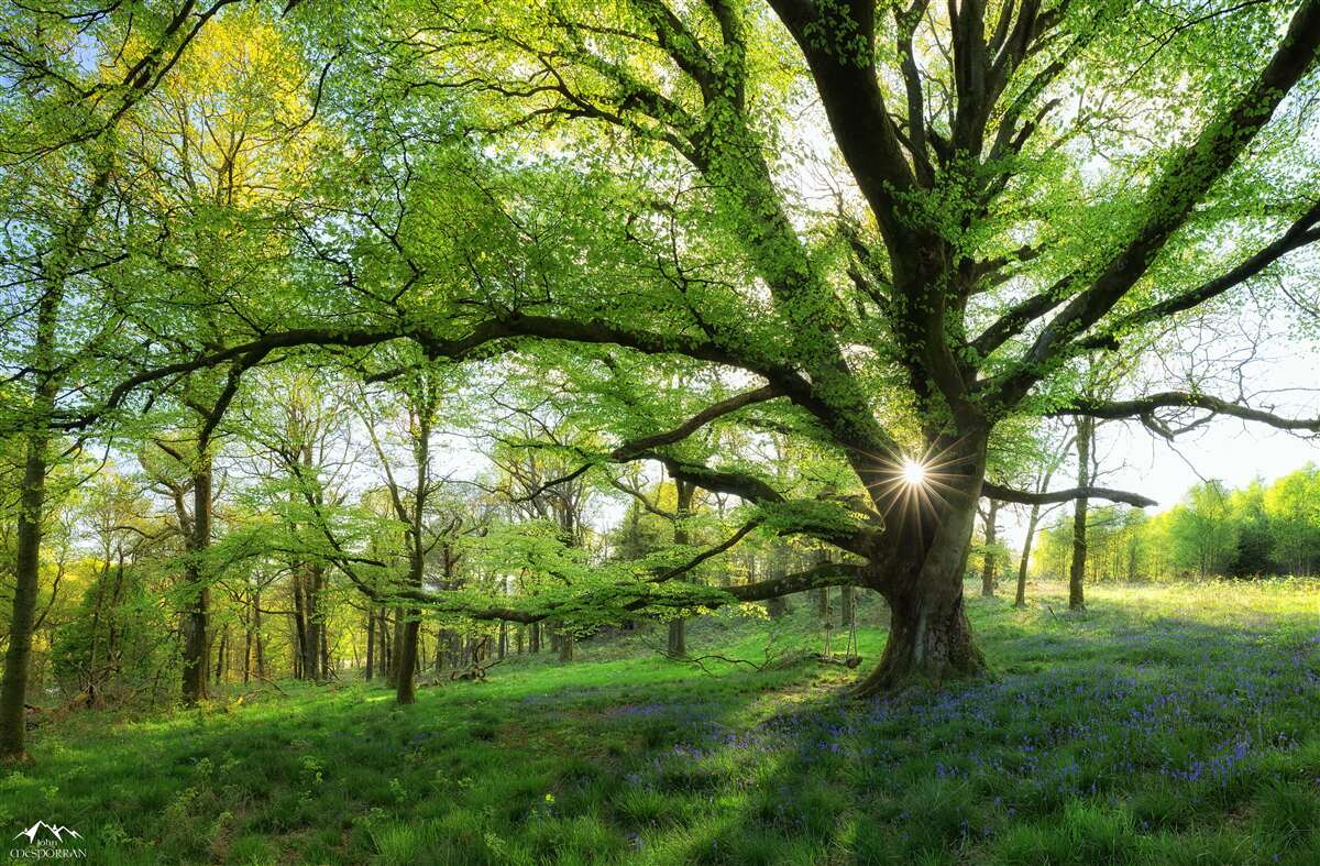 Papier peint belle forêt verte