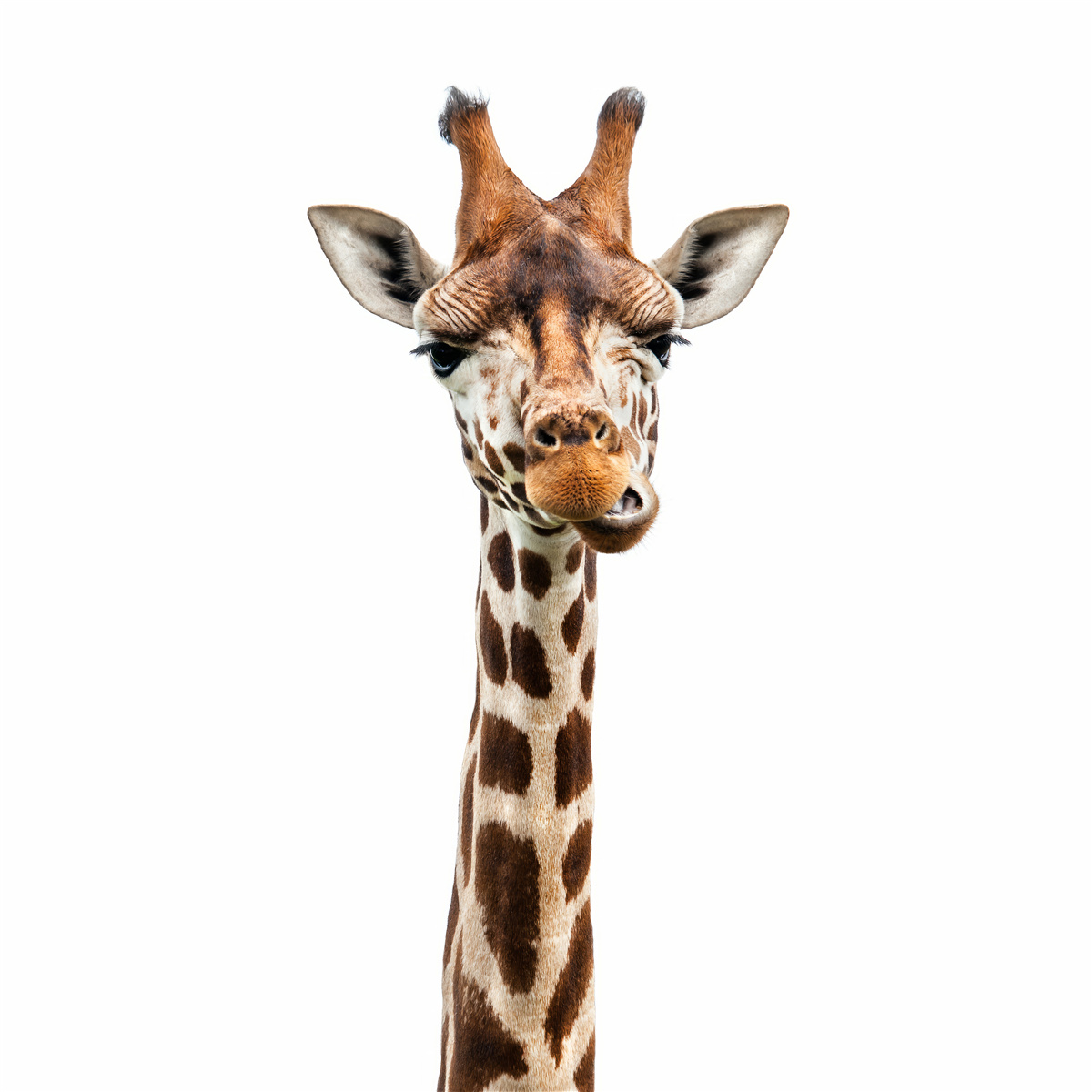 Papier peint expression inhabituelle sur le visage d'une girafe
