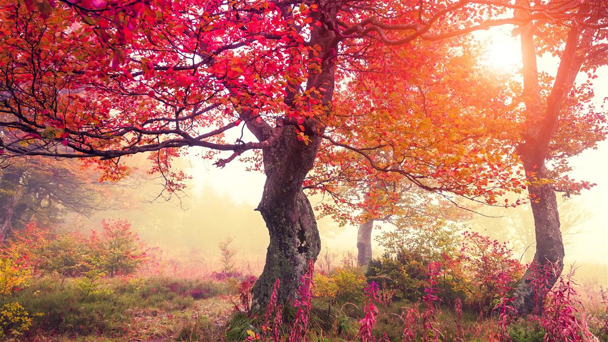Papier peint arbres en fleurs au milieu d'une forêt brumeuse