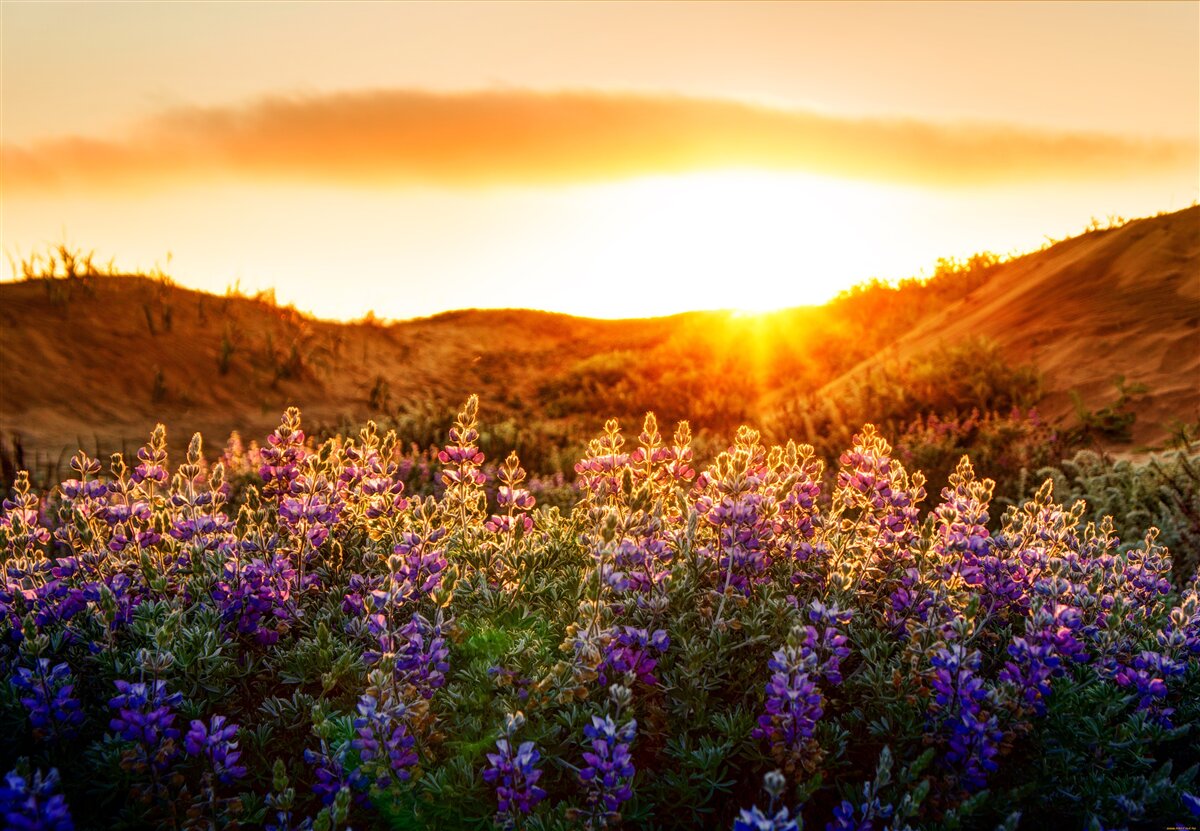 Papier peint Fleurs des champs sur fond de coucher de soleil