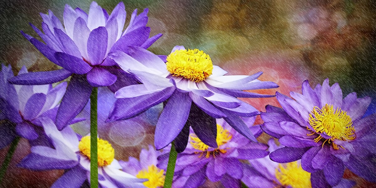 Papier peint fleurs violettes avec un centre jaune