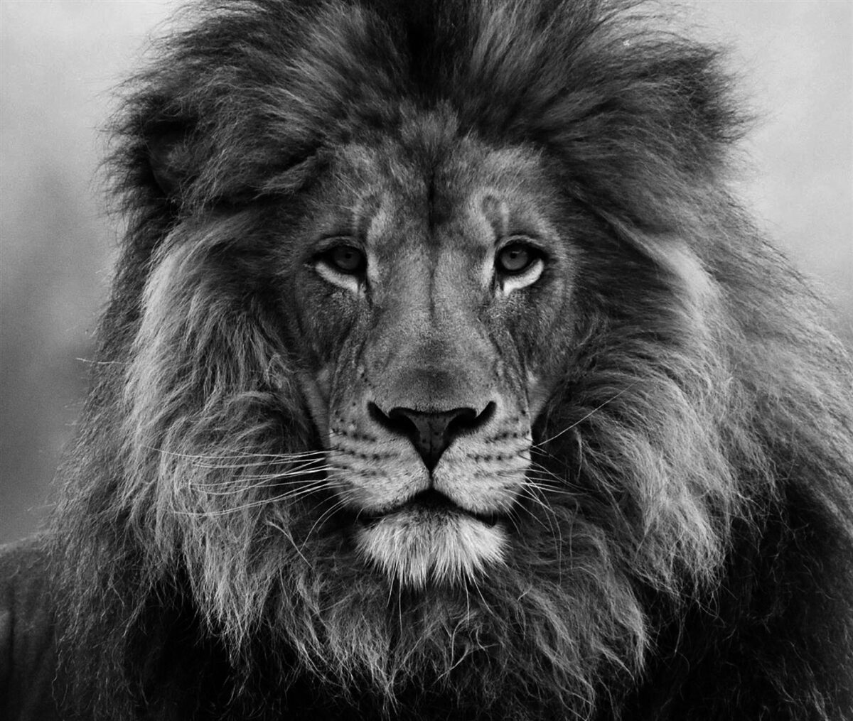 Papier peint image d'un lion adulte