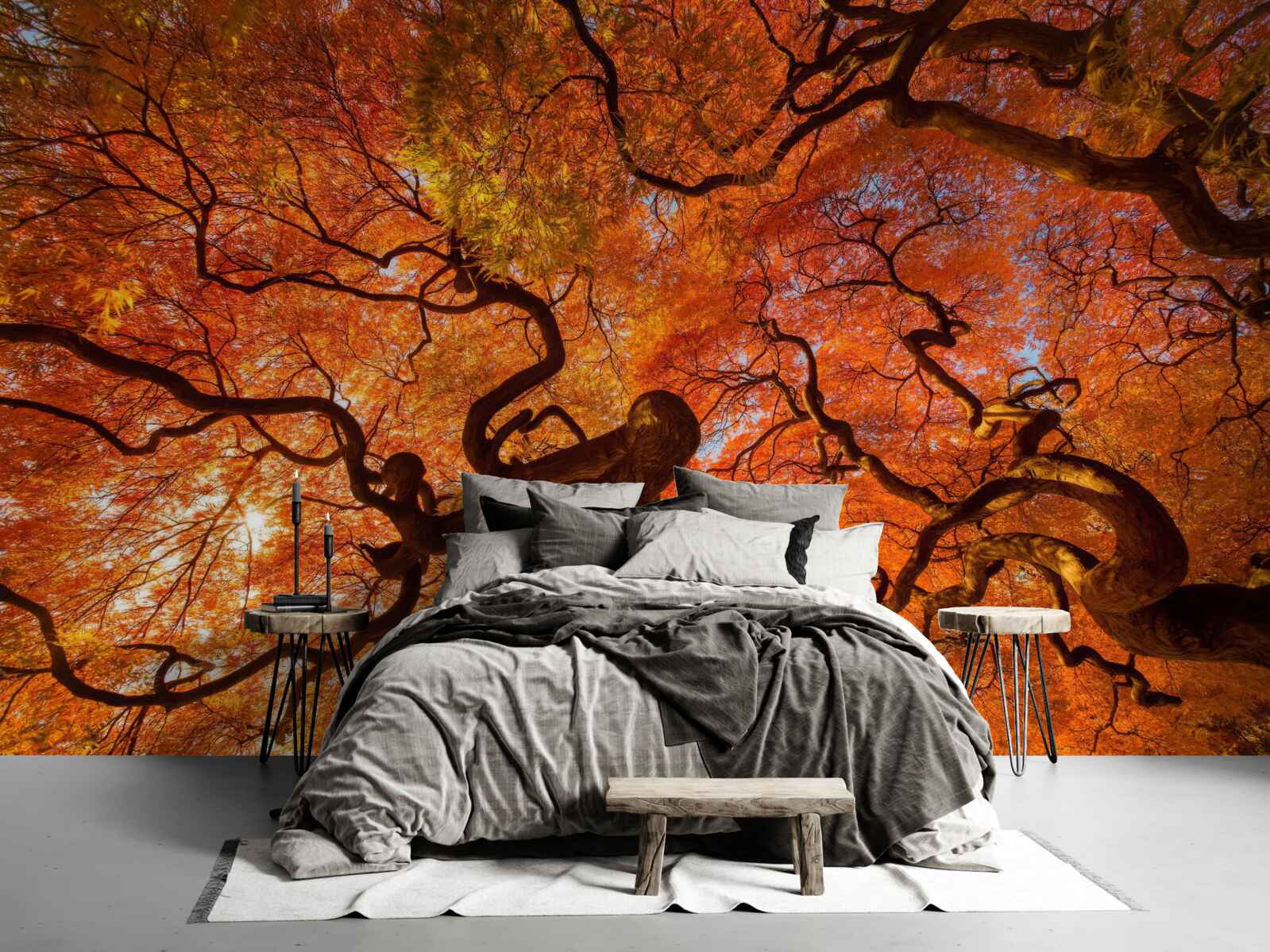 Papier peint Vue du bas de l'arbre en automne