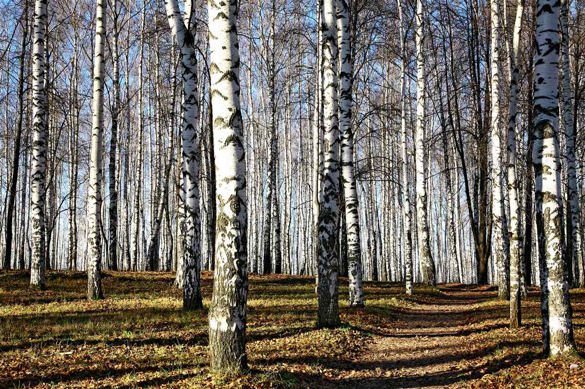 Papier peint les feuilles sont tombées des arbres