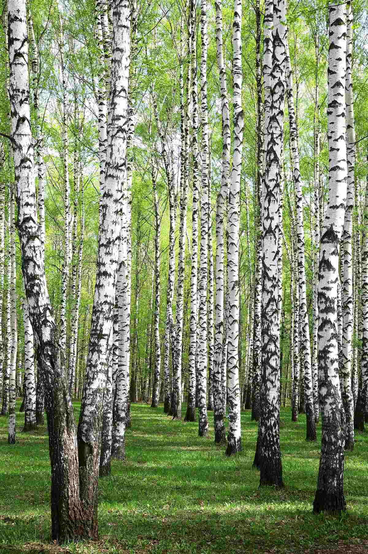 Papier peint belle forêt de bouleaux