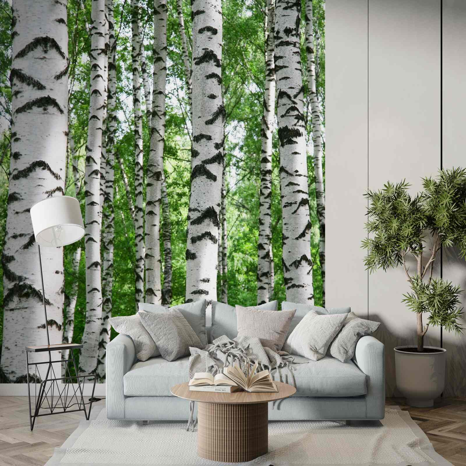 Papier peint des rangées de bouleaux élancés