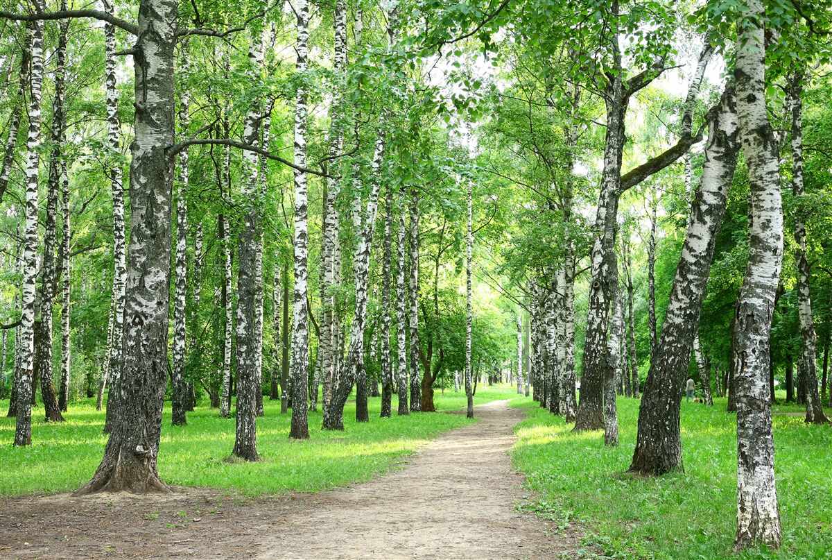 Papier peint chemin menant au bosquet