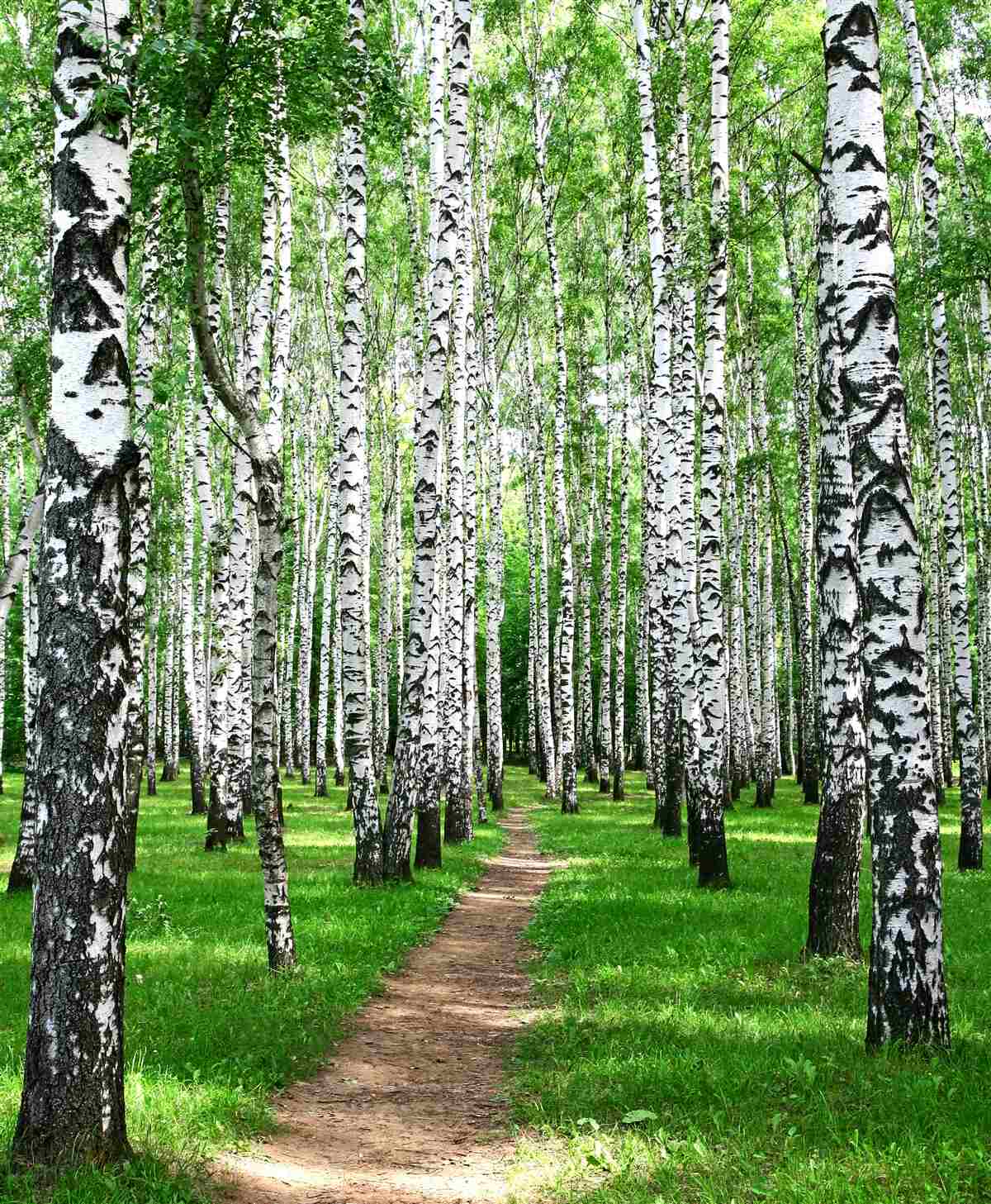 Papier peint chemin entre les bouleaux