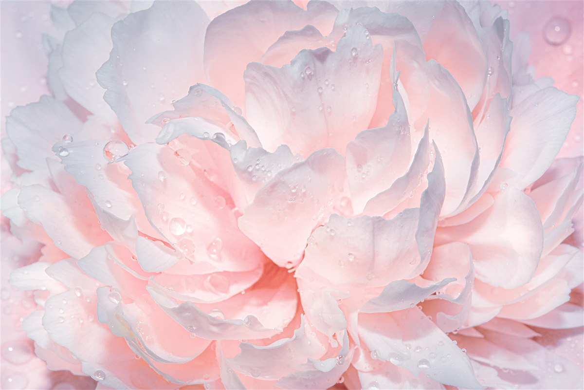 Papier peint grande pivoine rose vif