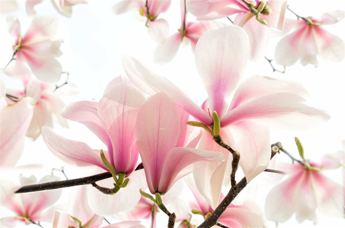 Papier peint magnolias en fleurs
