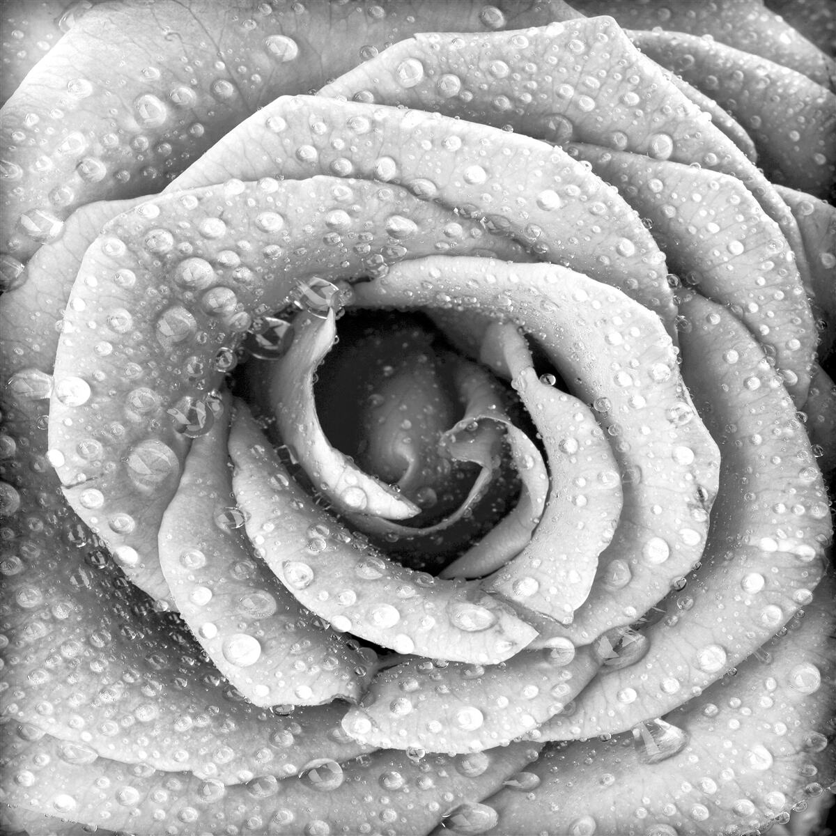 Papier peint rose en noir et blanc avec gouttes