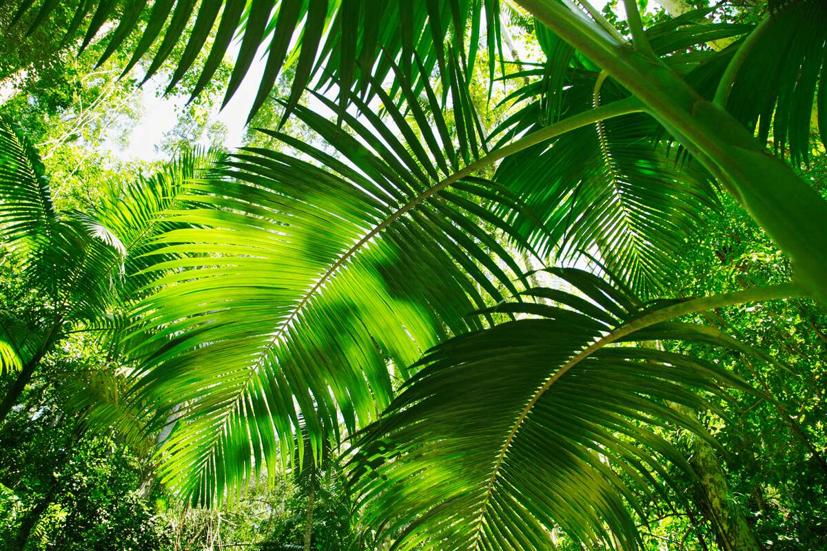 Papier peint grandes feuilles vertes