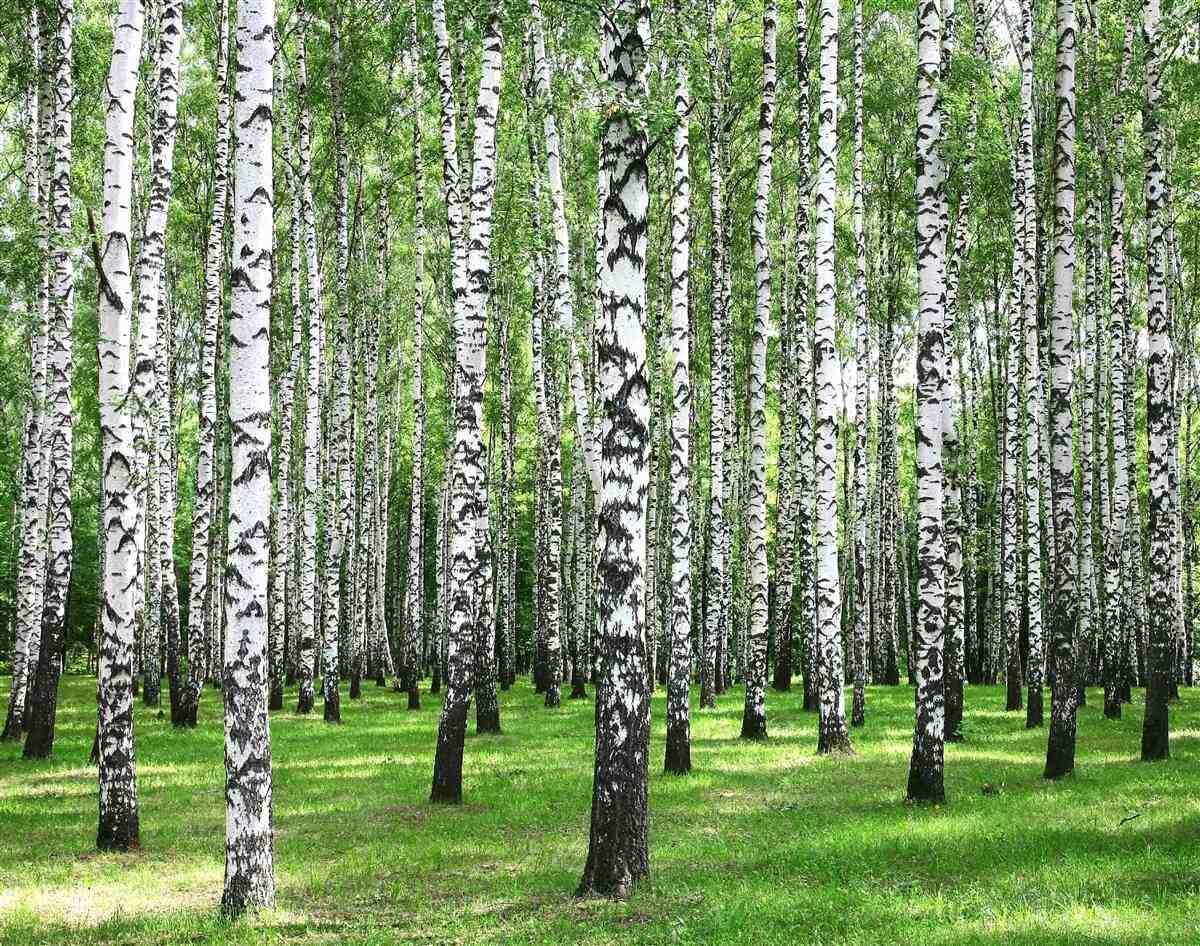 Papier peint vaste birch grove
